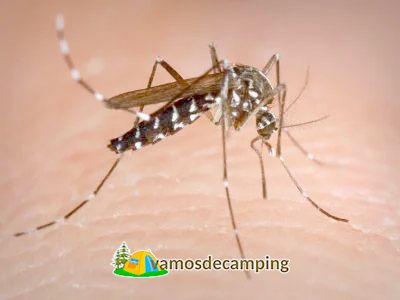 Peligro de mosquitos, ¿cómo defenderse con impacto y costo cero?